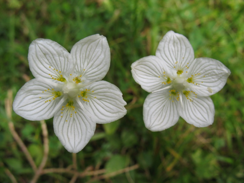 Parnassia palustris