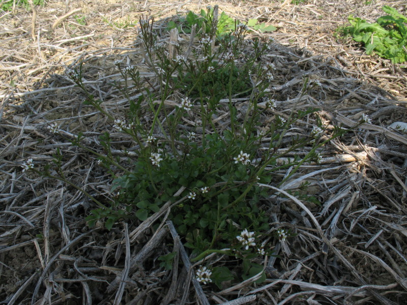 pianta da campo 2 - Cardamine hirsuta L.