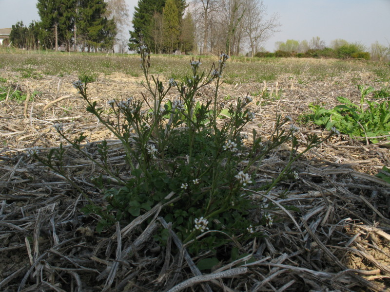 pianta da campo 2 - Cardamine hirsuta L.