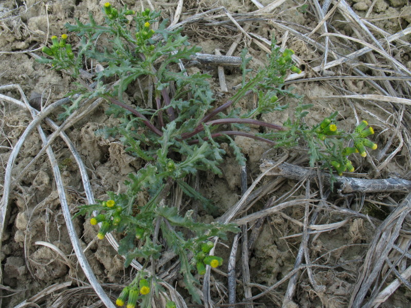 pianta da campo 4 - Senecio vulgaris L.