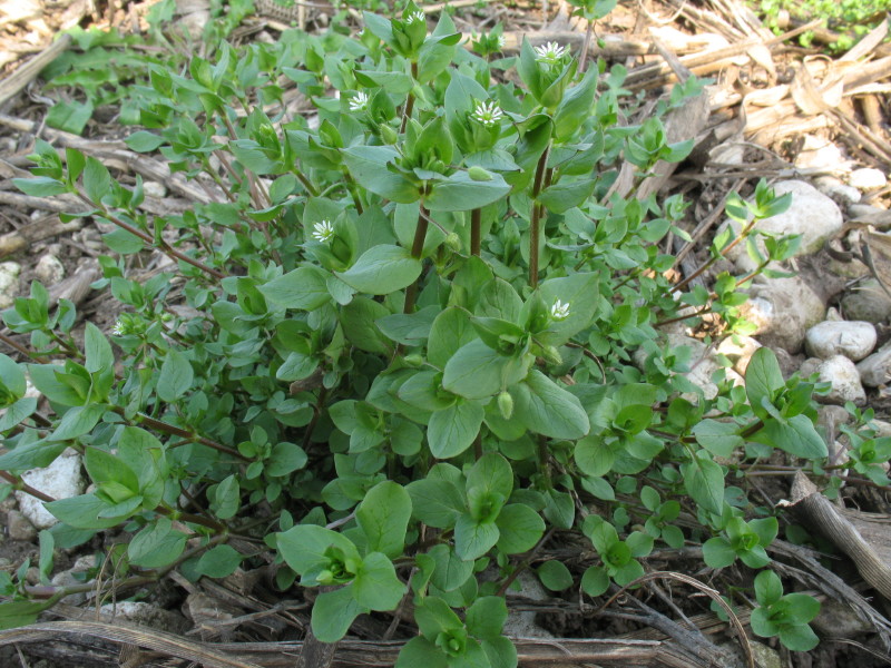 Stellaria media / Centocchio comune