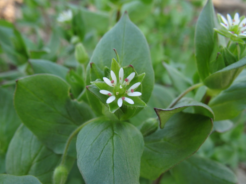 Stellaria media / Centocchio comune