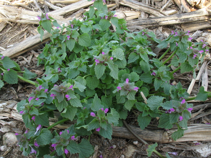 Piantina rustica  - Lamium purpureum