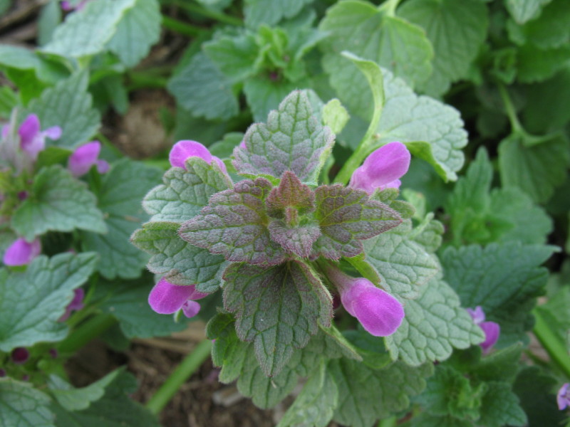 Piantina rustica  - Lamium purpureum