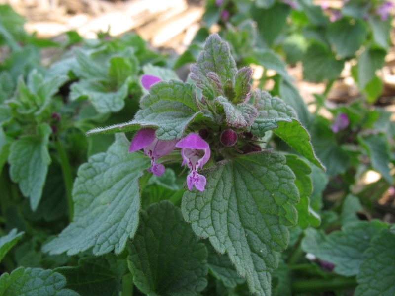 Piantina rustica  - Lamium purpureum