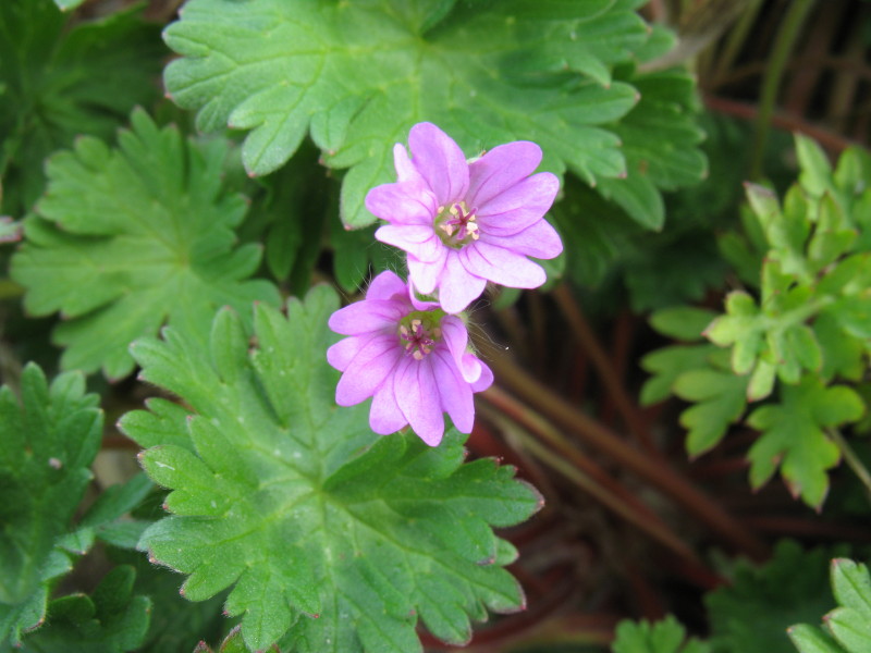 Geranium molle