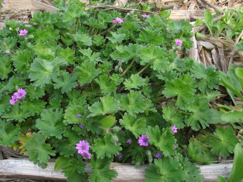 Geranium molle