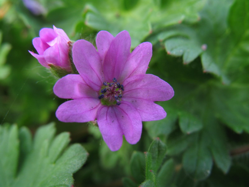 Geranium molle