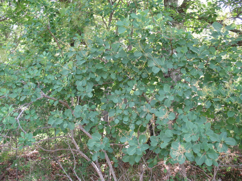 Cotinus coggygria / Sommacco selvatico