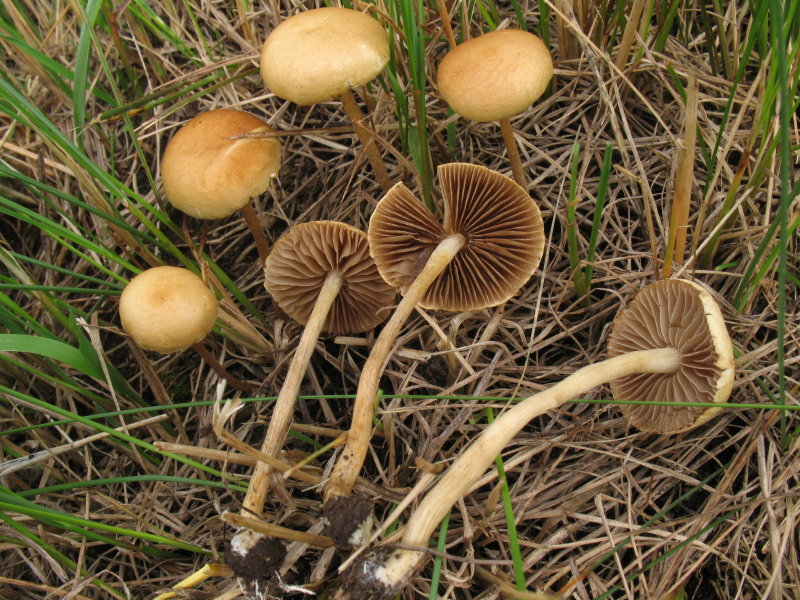 funghi di prato 1