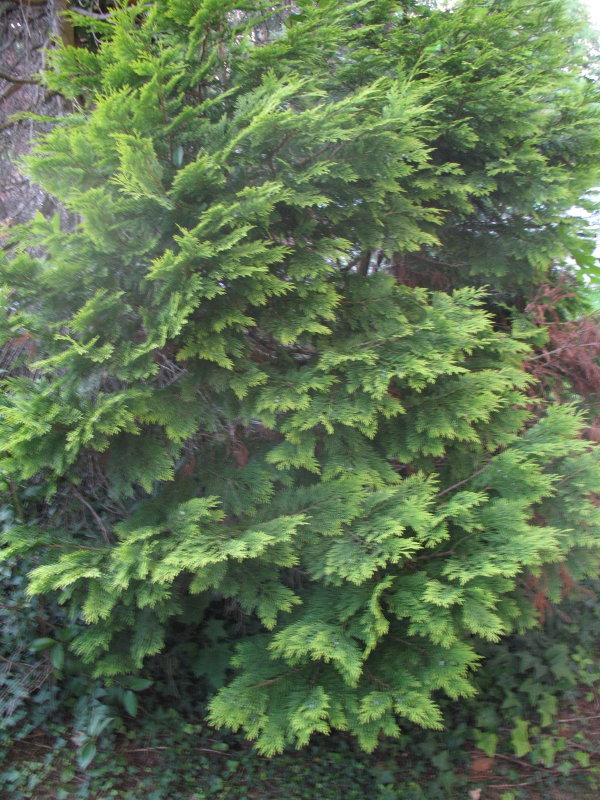 Thuja