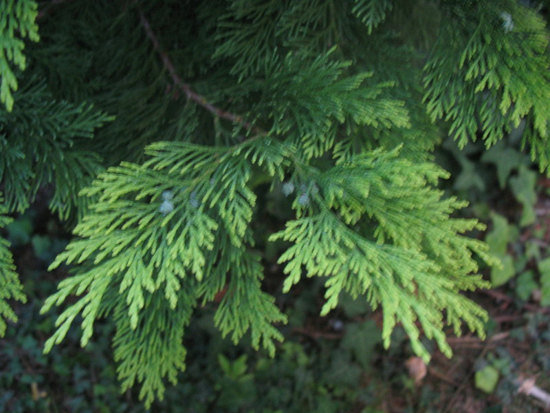 Thuja