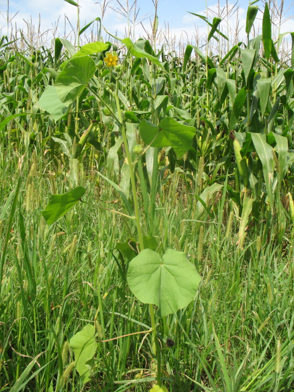 pianta di campagna - Abutilon theophrasti