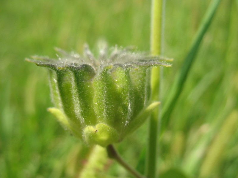 pianta di campagna - Abutilon theophrasti