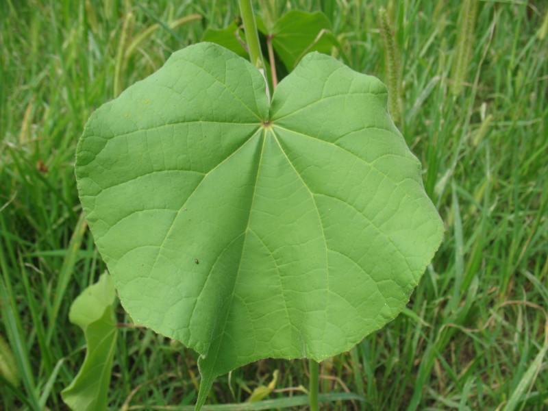 pianta di campagna - Abutilon theophrasti