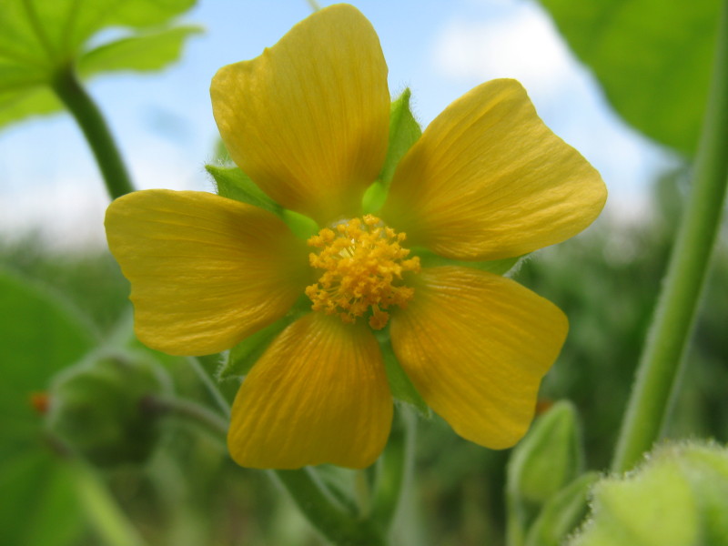 pianta di campagna - Abutilon theophrasti