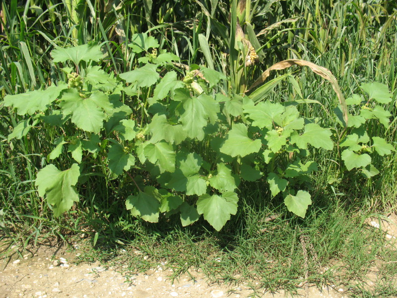 Xanthium italicum