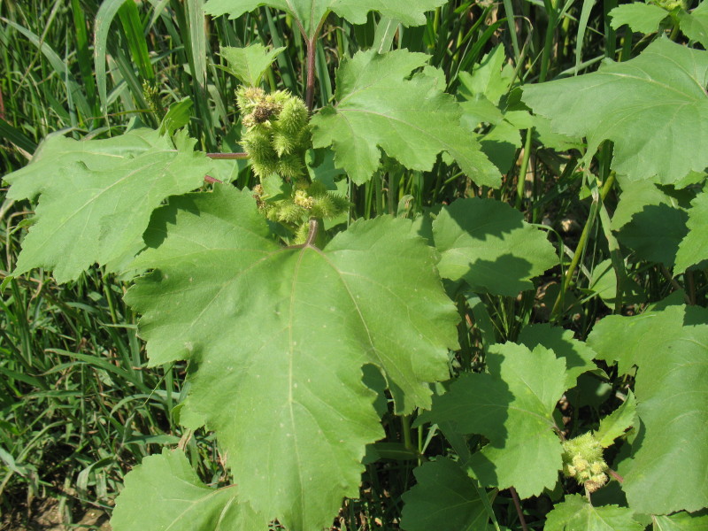 Xanthium italicum