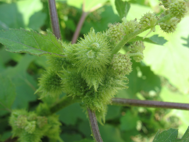 Xanthium italicum