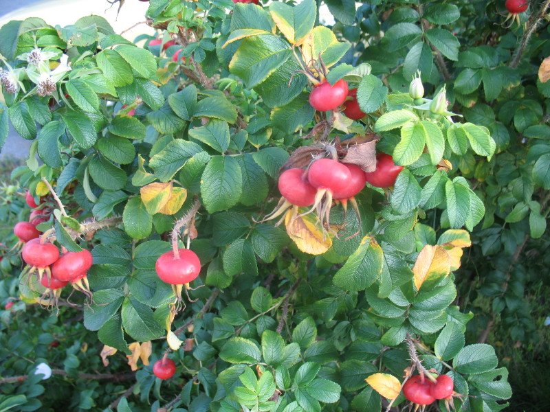 Rosa rugosa / Rosa rugosa