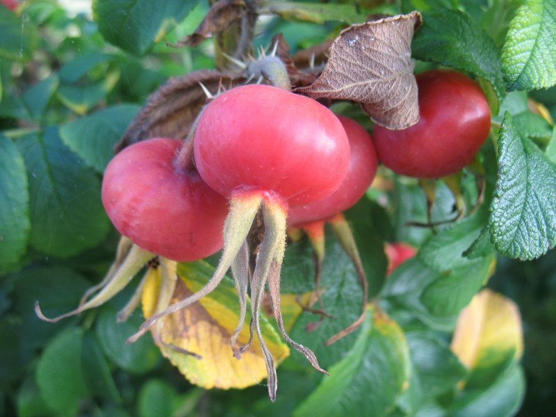 Rosa rugosa / Rosa rugosa