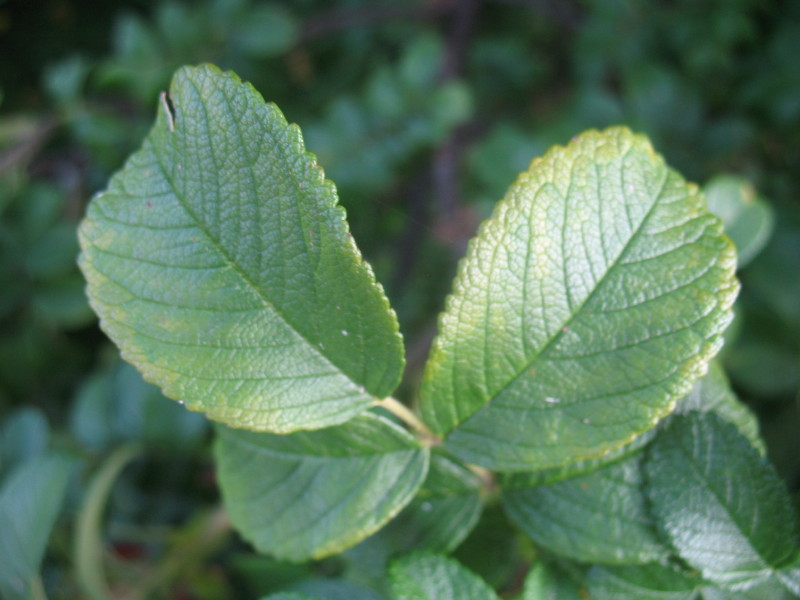 Rosa rugosa / Rosa rugosa