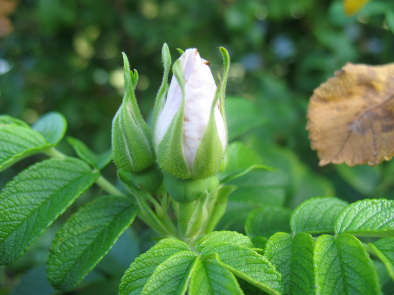 Rosa rugosa / Rosa rugosa