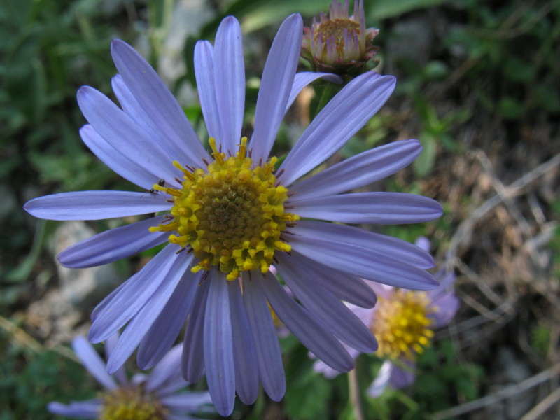 Aster sp.