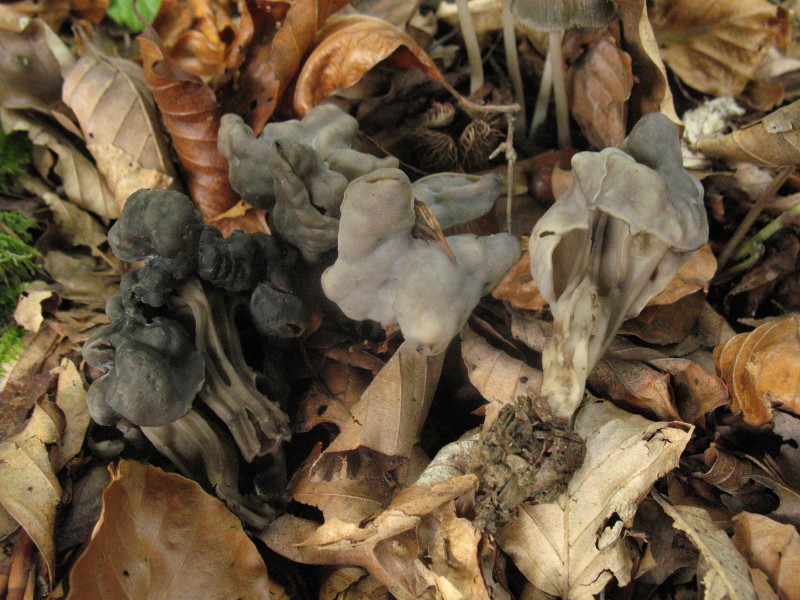 Helvella