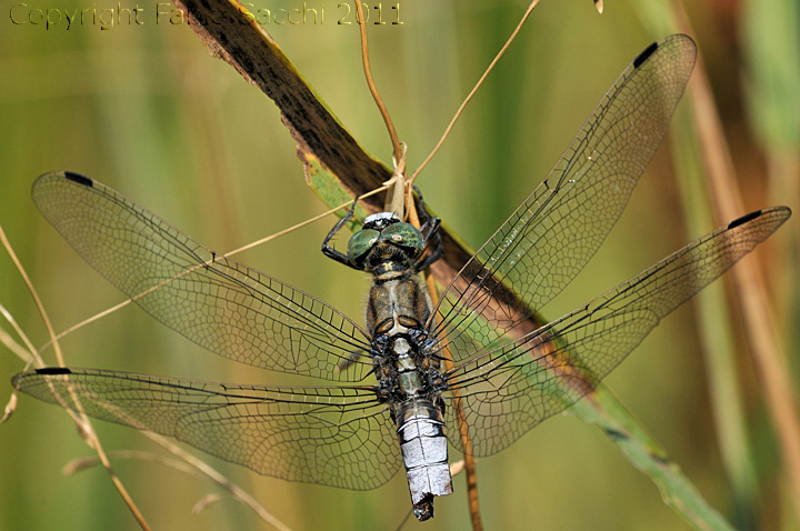 Orthetrum albistylum,storia di una doppia predazione