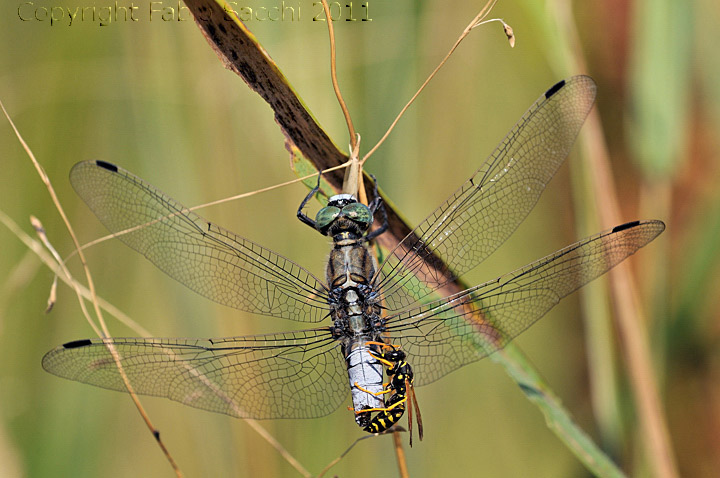 Orthetrum albistylum,storia di una doppia predazione