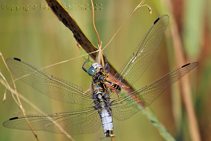 Orthetrum albistylum,storia di una doppia predazione