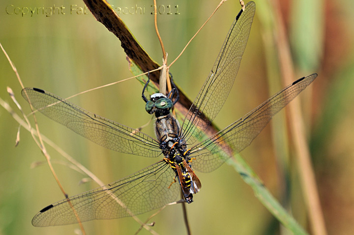 Orthetrum albistylum,storia di una doppia predazione