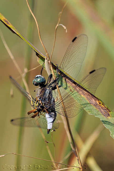 Orthetrum albistylum,storia di una doppia predazione