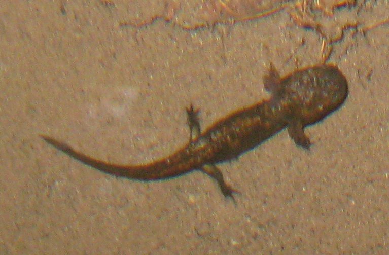 Larve di salamandra pezzata e rana italica