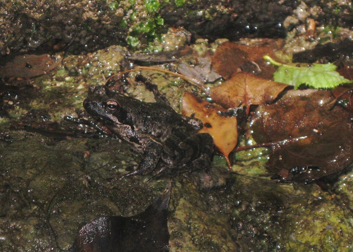 Larve di salamandra pezzata e rana italica