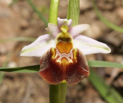 oprys crabronifera