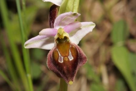 ophrys