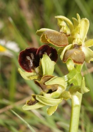 lusus ophrys sphegodes