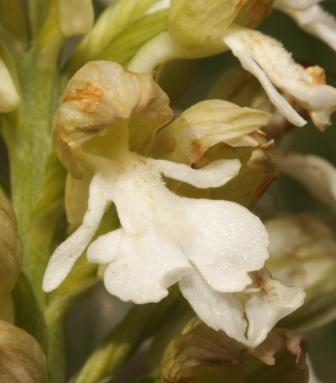 orchis purpurea albina