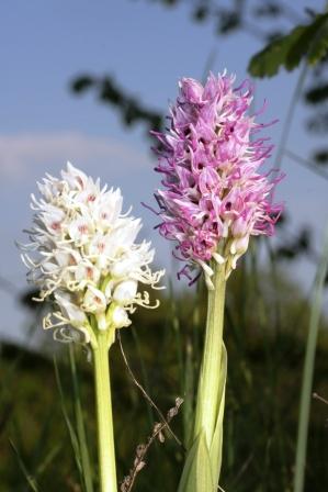 orchis simia