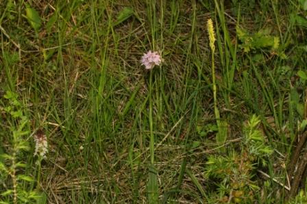 il trio (N.tridentata+N.ustulata+N.maculata e ibrido)