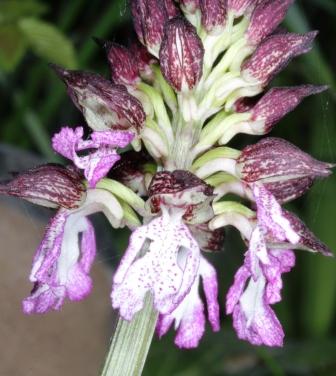 orchis purpurea