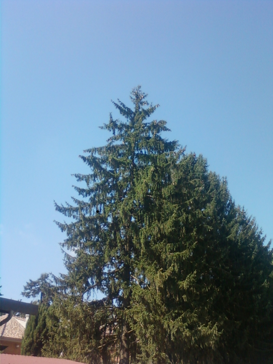 Picea abies e Pinus sp. pl.