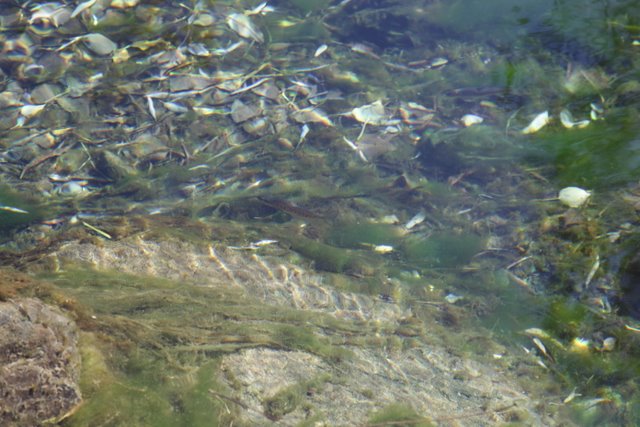 Alga verde filamentosa