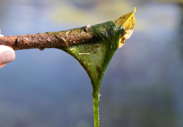 Alga verde filamentosa