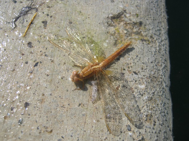 Crocothemis erythraea