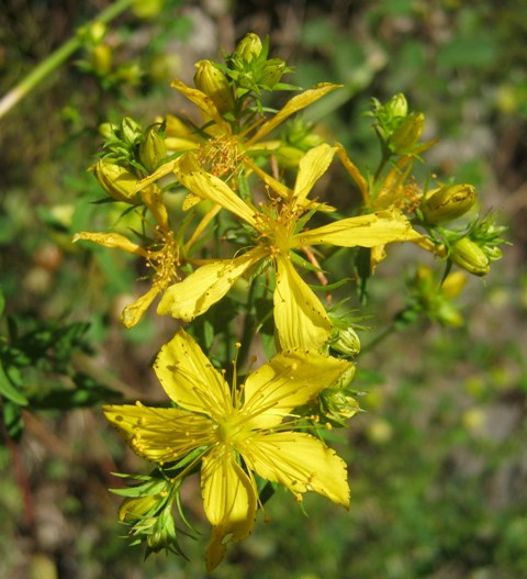 Hypericum perfoliatum