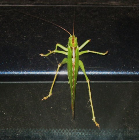 Fammina di Tettigonia viridissima