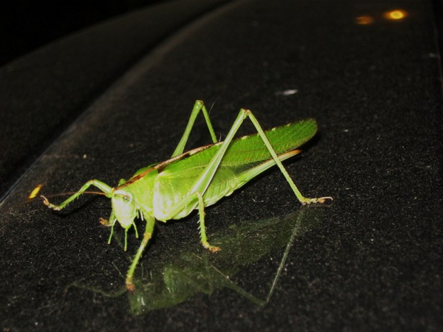 Fammina di Tettigonia viridissima